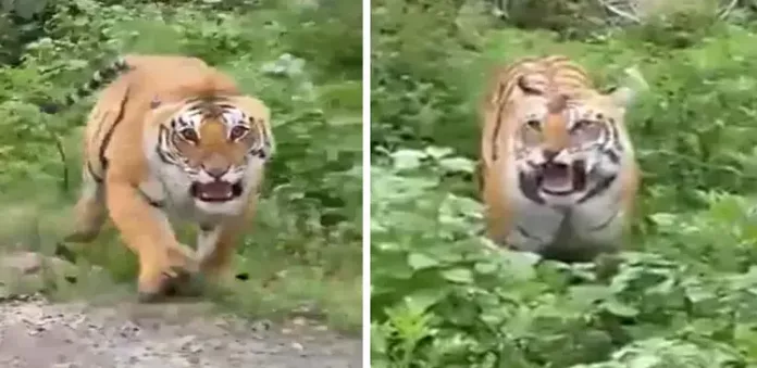 കേരളത്തില് വന്യജീവികള് കൂട്ടത്തോടെ ജനവാസമേഖലകളില് ; തൃശൂരില് രണ്ടാം ദിവസവും പുലിയിറങ്ങി , ജനങ്ങള് ആശങ്കയില് കേരളത്തില് വന്യജീവികള് കൂട്ടത്തോടെ ജനവാസമേഖലകളില് ; തൃശൂരില് രണ്ടാം ദിവസവും പുലിയിറങ്ങി , ജനങ്ങള് ആശങ്കയില്