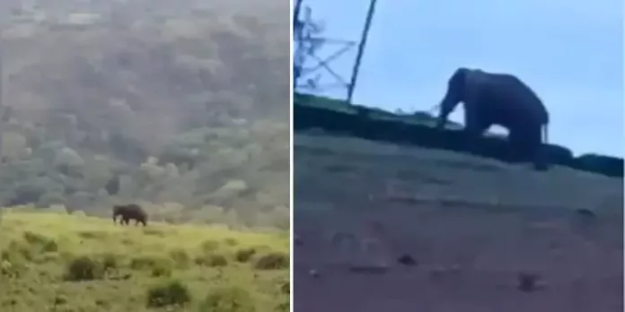 അരിക്കൊമ്പന് നിസാരക്കാരനല്ല ; ആന ജനവാസ മേഖലയില്: ദൃശ്യങ്ങള് പുറത്ത് അരിക്കൊമ്പന് നിസാരക്കാരനല്ല ; ആന ജനവാസ മേഖലയില്: ദൃശ്യങ്ങള് പുറത്ത്