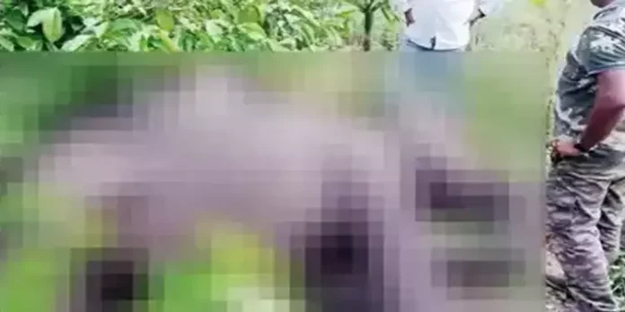 ഗർഭിണിയായ ആനയെ തോട്ടമുടമകൾ വെടിവെച്ചുകൊന്നു ഗർഭിണിയായ ആനയെ തോട്ടമുടമകൾ വെടിവെച്ചുകൊന്നു