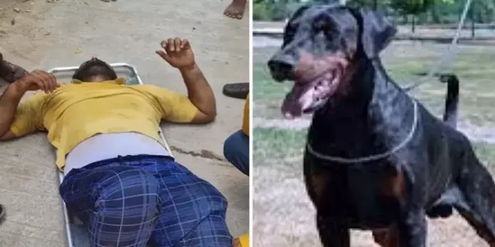 നായയെ പേടിച്ച് മൂന്നാം നിലയിൽ നിന്ന് ചാടി ; ഡെലിവറി ഏജന്റ് ഗുരുതരാവസ്ഥയിൽ നായയെ പേടിച്ച് മൂന്നാം നിലയിൽ നിന്ന് ചാടി ; ഡെലിവറി ഏജന്റ് ഗുരുതരാവസ്ഥയിൽ