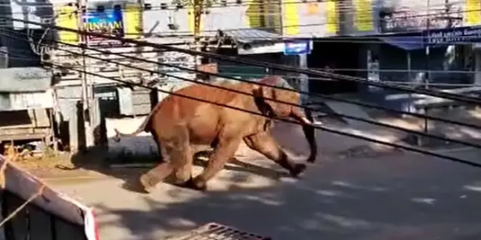 മലക്കപ്പാറ ആദിവാസി ഊരില് കാട്ടാനയുടെ ആക്രമണം ; ഒരാള്ക്ക് പരുക്ക് മലക്കപ്പാറ ആദിവാസി ഊരില് കാട്ടാനയുടെ ആക്രമണം ; ഒരാള്ക്ക് പരുക്ക്
