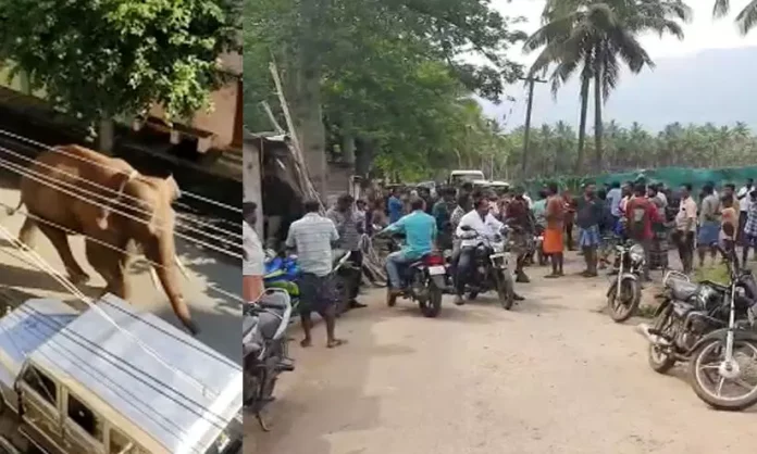 അരിക്കൊമ്പൻ കാടുകയറുന്നതായി സൂചന ; മയക്കുവെടി വൈകും അരിക്കൊമ്പൻ കാടുകയറുന്നതായി സൂചന ; മയക്കുവെടി വൈകും