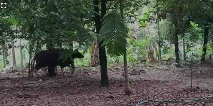 ചാലക്കുടിയിൽ ജനവാസ മേഖലയിൽ കാട്ടുപോത്തിറങ്ങി ചാലക്കുടിയിൽ ജനവാസ മേഖലയിൽ കാട്ടുപോത്തിറങ്ങി