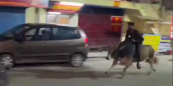 മദ്യലഹരിയില് കാളപ്പുറത്ത് മരണപ്പാച്ചില് ; യുവാവിനെതിരെ കേസ് മദ്യലഹരിയില് കാളപ്പുറത്ത് മരണപ്പാച്ചില് ; യുവാവിനെതിരെ കേസ്