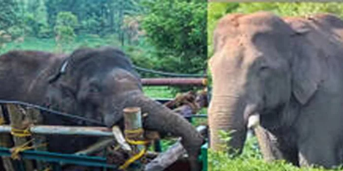 അരിക്കൊമ്പനുമായി വെള്ളിമല വനത്തിലേക്ക് പുറപ്പെട്ട് അധികൃതർ ; ആന പാതിമയക്കം വിട്ട നിലയിൽ അരിക്കൊമ്പനുമായി വെള്ളിമല വനത്തിലേക്ക് പുറപ്പെട്ട് അധികൃതർ ; ആന പാതിമയക്കം വിട്ട നിലയിൽ
