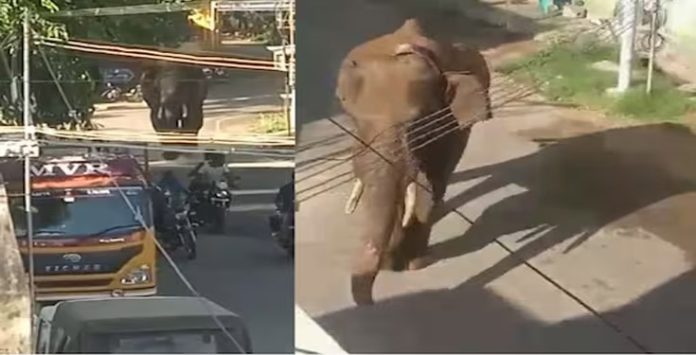 അരിക്കൊമ്പൻ വിരണ്ടോടി ; ദൃശ്യങ്ങൾ പകർത്താൻ ഡ്രോൺ പറത്തിയ യൂട്യൂബർ പിടിയില് അരിക്കൊമ്പൻ വിരണ്ടോടി ; ദൃശ്യങ്ങൾ പകർത്താൻ ഡ്രോൺ പറത്തിയ യൂട്യൂബർ പിടിയില്