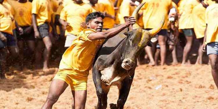ജെല്ലിക്കെട്ടിന് നിരോധനമില്ല, തമിഴ് സംസ്കാരത്തിന്റെ അവിഭാജ്യ ഘടകമെന്ന് സുപ്രീംകോടതി ജെല്ലിക്കെട്ടിന് നിരോധനമില്ല, തമിഴ് സംസ്കാരത്തിന്റെ അവിഭാജ്യ ഘടകമെന്ന് സുപ്രീംകോടതി