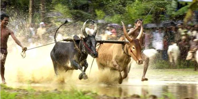 മരമടി ഉത്സവം നടത്താന് സര്ക്കാര് നിയമം പാസ്സാക്കണം ; ആനന്ദപ്പള്ളി കർഷക സമിതി മരമടി ഉത്സവം നടത്താന് സര്ക്കാര് നിയമം പാസ്സാക്കണം ; ആനന്ദപ്പള്ളി കർഷക സമിതി