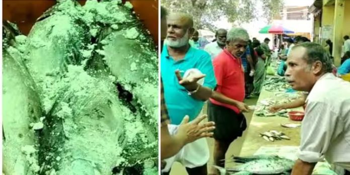മത്സ്യ മാർക്കറ്റുകളിൽ പരിശോധന ; അമോണിയം കലർന്ന 288 കിലോ മീൻ നശിപ്പിച്ചു മത്സ്യ മാർക്കറ്റുകളിൽ പരിശോധന ; അമോണിയം കലർന്ന 288 കിലോ മീൻ നശിപ്പിച്ചു