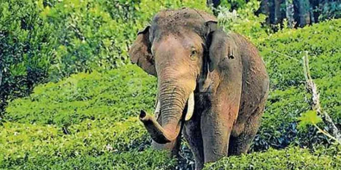 അരിക്കൊമ്പൻ : കേരളത്തിനെതിരെ പരാതിയുമായി തമിഴ്നാട് അരിക്കൊമ്പൻ : കേരളത്തിനെതിരെ പരാതിയുമായി തമിഴ്നാട്