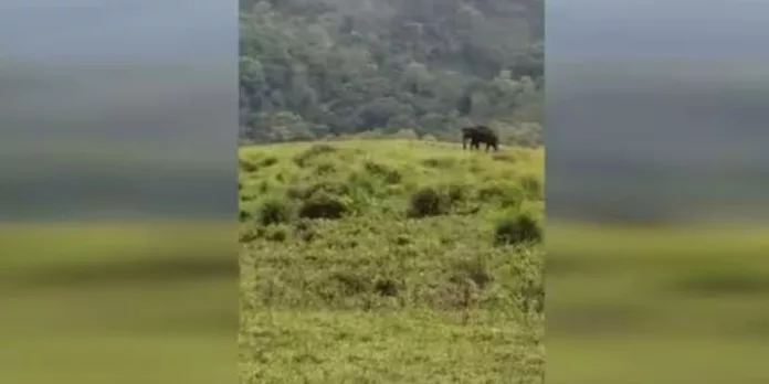 അരിക്കൊമ്പന് ജനവാസ മേഖലയിൽ, തമിഴ്നാട് മേഘമലയിലെ ദൃശ്യങ്ങൾ പുറത്ത് അരിക്കൊമ്പന് ജനവാസ മേഖലയിൽ, തമിഴ്നാട് മേഘമലയിലെ ദൃശ്യങ്ങൾ പുറത്ത്