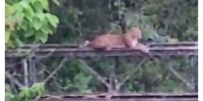 പമ്പയിലും സന്നിധാനത്തും തുടർച്ചയായി പുലിയുടെ സന്നിധ്യം ; ശാന്തിക്കാരും ജീവനക്കാരും ഭീതിയിൽ പമ്പയിലും സന്നിധാനത്തും തുടർച്ചയായി പുലിയുടെ സന്നിധ്യം ; ശാന്തിക്കാരും ജീവനക്കാരും ഭീതിയിൽ