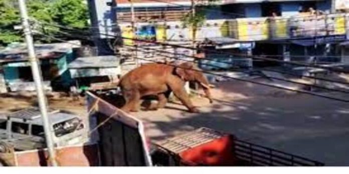 നാടിളക്കി കാടുകയറി അരിക്കൊമ്പൻ ; നീക്കങ്ങൾ നിരീക്ഷിക്കാൻ 150 അംഗ സംഘം ജാഗ്രതയോടെ നാടിളക്കി കാടുകയറി അരിക്കൊമ്പൻ ; നീക്കങ്ങൾ നിരീക്ഷിക്കാൻ 150 അംഗ സംഘം ജാഗ്രതയോടെ