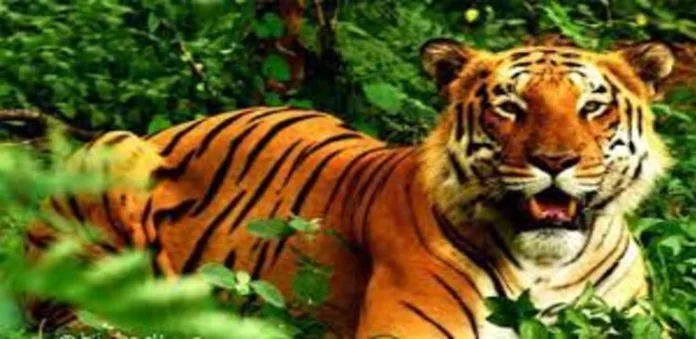 കടുവയെ പ്രകോപിപ്പിച്ച സംഭവം ; ദേശീയോദ്യാനത്തിലെ ഡ്രൈവർ അറസ്റ്റിൽ കടുവയെ പ്രകോപിപ്പിച്ച സംഭവം ; ദേശീയോദ്യാനത്തിലെ ഡ്രൈവർ അറസ്റ്റിൽ