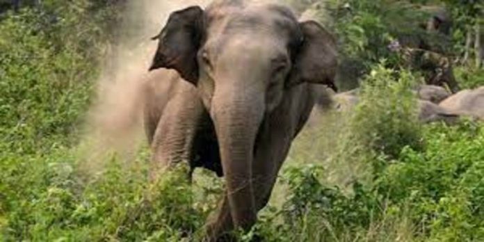 തേക്കടിയിൽ പ്രഭാത നടത്തവും സൈക്കിൾ സവാരിയും നിരോധിച്ചു തേക്കടിയിൽ പ്രഭാത നടത്തവും സൈക്കിൾ സവാരിയും നിരോധിച്ചു