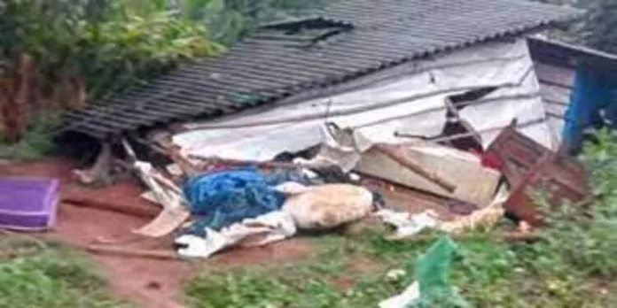 ഇടുക്കി ചിന്നക്കനാലില് വീണ്ടും കാട്ടാനയുടെ ആക്രമണം ; ഷെഡ് തകർത്തു ഇടുക്കി ചിന്നക്കനാലില് വീണ്ടും കാട്ടാനയുടെ ആക്രമണം ; ഷെഡ് തകർത്തു