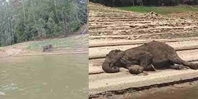 മാട്ടുപ്പെട്ടി ഡാമിന് സമീപം കുട്ടിയാന അവശനിലയില്; വൈറസ് ബാധയെന്ന് സംശയം മാട്ടുപ്പെട്ടി ഡാമിന് സമീപം കുട്ടിയാന അവശനിലയില്; വൈറസ് ബാധയെന്ന് സംശയം