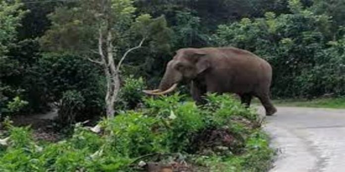 കാട്ടാനയുടെ ചവിട്ടേറ്റ് വനംവകുപ്പ് ഉദ്യോഗസ്ഥന് ഗുരുതര പരിക്ക് കാട്ടാനയുടെ ചവിട്ടേറ്റ് വനംവകുപ്പ് ഉദ്യോഗസ്ഥന് ഗുരുതര പരിക്ക്