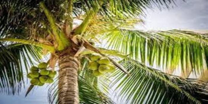 ഓടിക്കൊണ്ടിരുന്ന കാറിന്റെ മുകളിലേക്ക് തെങ്ങ് വീണു ; യാത്രക്കാര് അത്ഭുതകരമായി രക്ഷപെട്ടു ഓടിക്കൊണ്ടിരുന്ന കാറിന്റെ മുകളിലേക്ക് തെങ്ങ് വീണു ; യാത്രക്കാര് അത്ഭുതകരമായി രക്ഷപെട്ടു