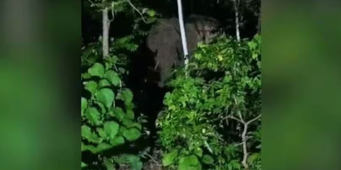 പാലക്കാട് പുളിയംപുള്ളിയിൽ വീട്ടുപറമ്പിൽ കാട്ടാനയിറങ്ങി പാലക്കാട് പുളിയംപുള്ളിയിൽ വീട്ടുപറമ്പിൽ കാട്ടാനയിറങ്ങി