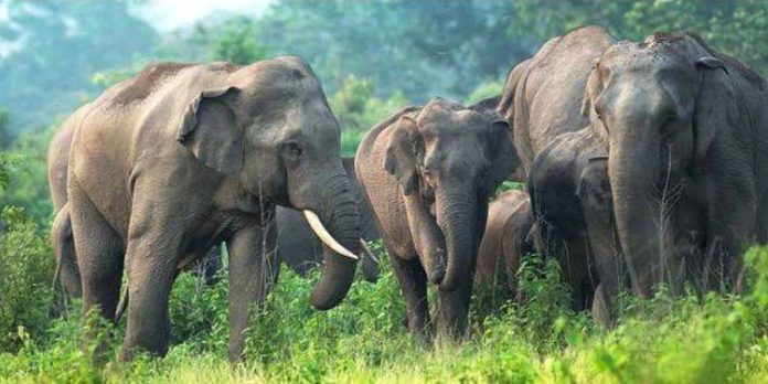 നാട്ടിലും കാട്ടിലും വിലസുന്നു ; വയനാട്ടിലെ കാട്ടാനകളുടെ കണക്കെടുക്കാന് വനംവകുപ്പ് നാട്ടിലും കാട്ടിലും വിലസുന്നു ; വയനാട്ടിലെ കാട്ടാനകളുടെ കണക്കെടുക്കാന് വനംവകുപ്പ്