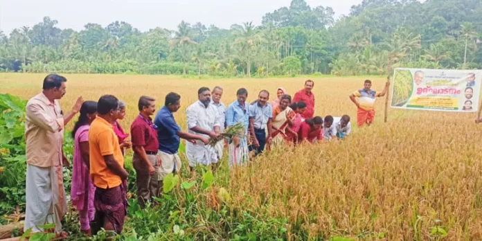 അടൂർ കൊക്കാട്ട് പടി എലായിൽ തരിശ് നിലം കൃഷിചെയ്ത് വിളവെടുപ്പ് ഉദ്ഘാടനം നടത്തി അടൂർ കൊക്കാട്ട് പടി എലായിൽ തരിശ് നിലം കൃഷിചെയ്ത് വിളവെടുപ്പ് ഉദ്ഘാടനം നടത്തി