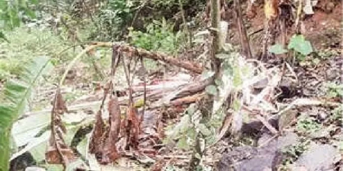 പീരുമേട് കാട്ടാന ആക്രമണം: കൃഷി നശിപ്പിച്ചു പീരുമേട് കാട്ടാന ആക്രമണം: കൃഷി നശിപ്പിച്ചു