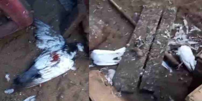 ചാവക്കാട് വീണ്ടും അജ്ഞാത ജീവി ആക്രമണം; വിലപിടിപ്പുള്ള പ്രാവുകളെ കൊന്നൊടുക്കി ചാവക്കാട് വീണ്ടും അജ്ഞാത ജീവി ആക്രമണം; വിലപിടിപ്പുള്ള പ്രാവുകളെ കൊന്നൊടുക്കി