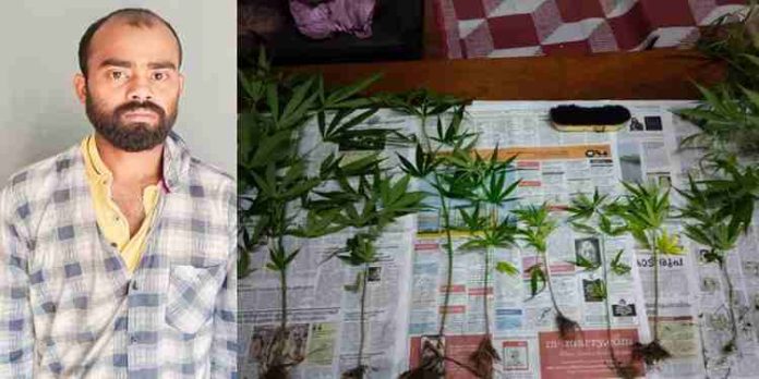 താമസസ്ഥലത്ത് കഞ്ചാവ് ചെടികൾ വളർത്തി; ഇതരസംസ്ഥാന തൊഴിലാളി പിടിയിൽ താമസസ്ഥലത്ത് കഞ്ചാവ് ചെടികൾ വളർത്തി; ഇതരസംസ്ഥാന തൊഴിലാളി പിടിയിൽ