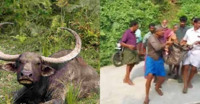 കണമല കാട്ടുപോത്ത് ആക്രമണം; കൊല്ലപ്പെട്ട ചാക്കോയുടെ സംസ്കാരം ഇന്ന് കണമല കാട്ടുപോത്ത് ആക്രമണം; കൊല്ലപ്പെട്ട ചാക്കോയുടെ സംസ്കാരം ഇന്ന്