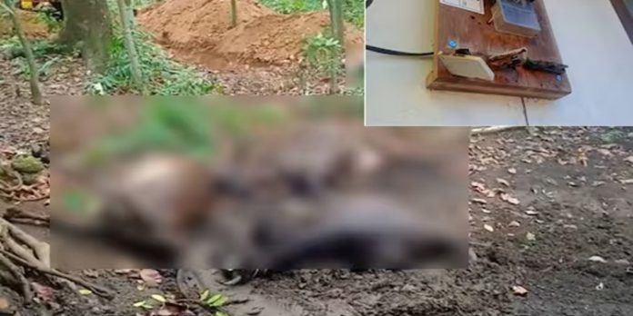 കൊല്ലം കൊട്ടാരക്കരയിൽ നാലു പശുക്കൾ മിന്നലേറ്റ് ചത്തു കൊല്ലം കൊട്ടാരക്കരയിൽ നാലു പശുക്കൾ മിന്നലേറ്റ് ചത്തു