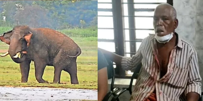 മലമ്പുഴയിൽകാട്ടാനയുടെ മുന്നിൽപ്പെട്ട മത്സ്യത്തൊഴിലാളിക്ക് രക്ഷപ്പെടുന്നതിനിടെ പരിക്ക് ; താടിയെല്ലിന് പരിക്കേറ്റ് തൊഴിലാളി ചികിത്സയിൽ മലമ്പുഴയിൽകാട്ടാനയുടെ മുന്നിൽപ്പെട്ട മത്സ്യത്തൊഴിലാളിക്ക് രക്ഷപ്പെടുന്നതിനിടെ പരിക്ക് ; താടിയെല്ലിന് പരിക്കേറ്റ് തൊഴിലാളി ചികിത്സയിൽ
