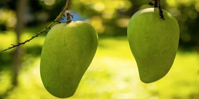 മാമ്പഴം പറിച്ചെന്നാരോപിച്ച് യുവാവിനെ അയല്വാസിയും കൂട്ടുകാരും തല്ലിക്കൊന്നു മാമ്പഴം പറിച്ചെന്നാരോപിച്ച് യുവാവിനെ അയല്വാസിയും കൂട്ടുകാരും തല്ലിക്കൊന്നു