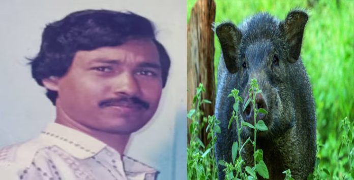 തൃശൂരിൽ കാട്ടുപന്നിയുടെ ആക്രമണത്തിൽ ഗൃഹനാഥൻ മരിച്ചു തൃശൂരിൽ കാട്ടുപന്നിയുടെ ആക്രമണത്തിൽ ഗൃഹനാഥൻ മരിച്ചു