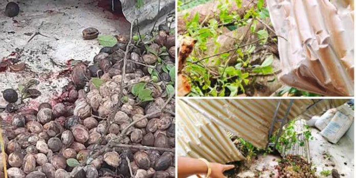 വീടിന്റെ ടെറസില് അടക്ക പൊളിക്കുന്നതിനിടെ മരം കടപുഴകി വീണു ; കണ്ണൂര് സ്വദേശിനിക്ക് പരിക്കേറ്റു വീടിന്റെ ടെറസില് അടക്ക പൊളിക്കുന്നതിനിടെ മരം കടപുഴകി വീണു ; കണ്ണൂര് സ്വദേശിനിക്ക് പരിക്കേറ്റു