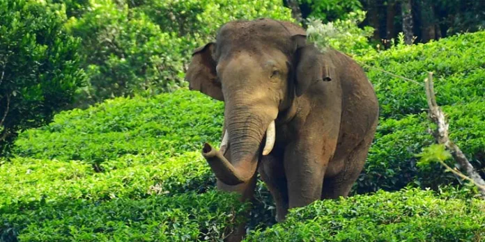 മേഘമലയിൽ തന്നെ ചുറ്റിത്തിരിഞ്ഞ് അരിക്കൊമ്പൻ ; നിരീക്ഷിച്ച് വനം വകുപ്പ് മേഘമലയിൽ തന്നെ ചുറ്റിത്തിരിഞ്ഞ് അരിക്കൊമ്പൻ ; നിരീക്ഷിച്ച് വനം വകുപ്പ്