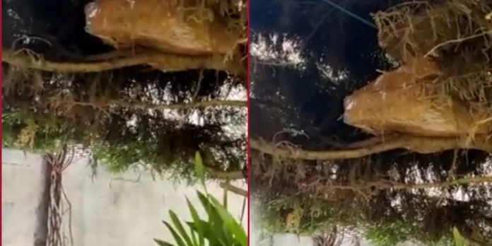 കോൺഗ്രസ് നേതാവിൻ്റെ സഹോദരൻ്റെ വീട്ടിൽ റെയ്ഡ് ; മരത്തിൽ ഒളിപ്പിച്ച നിലയിൽ ഒരു കോടി രൂപ കോൺഗ്രസ് നേതാവിൻ്റെ സഹോദരൻ്റെ വീട്ടിൽ റെയ്ഡ് ; മരത്തിൽ ഒളിപ്പിച്ച നിലയിൽ ഒരു കോടി രൂപ