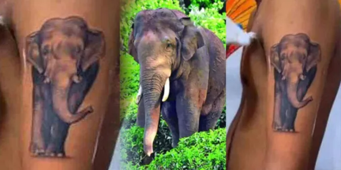 ചെറിയ വേദനയുണ്ടെങ്കിലും അരിക്കൊമ്പന് വേണ്ടി ഇതിനപ്പുറം ചെയ്യും ; അരിക്കൊമ്പന്റെ ചിത്രം ടാറ്റു വരച്ച് ആരാധകൻ ചെറിയ വേദനയുണ്ടെങ്കിലും അരിക്കൊമ്പന് വേണ്ടി ഇതിനപ്പുറം ചെയ്യും ; അരിക്കൊമ്പന്റെ ചിത്രം ടാറ്റു വരച്ച് ആരാധകൻ