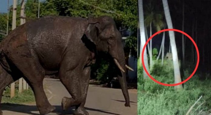 അരിക്കൊമ്പൻ റേഷൻ കടയുടെ വാതിലിൽ മുട്ടിയെന്ന് നാട്ടുകാർ ; ഇപ്പോഴുള്ളത് ചുരുളി വെള്ളച്ചാട്ടത്തിന് സമീപം അരിക്കൊമ്പൻ റേഷൻ കടയുടെ വാതിലിൽ മുട്ടിയെന്ന് നാട്ടുകാർ ; ഇപ്പോഴുള്ളത് ചുരുളി വെള്ളച്ചാട്ടത്തിന് സമീപം