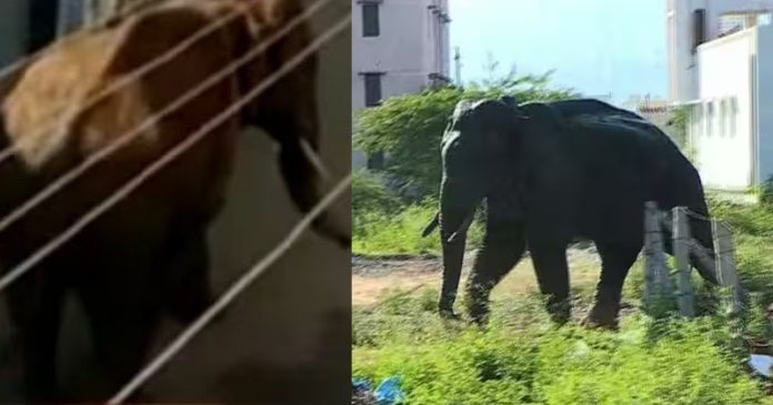 കമ്പം ടൗണില് ഭീതിപരത്തി അരിക്കൊമ്പന് ; അഞ്ച് വാഹനങ്ങള് തകര്ത്തു , ഒരാള്ക്ക് വീണ് പരിക്ക് കമ്പം ടൗണില് ഭീതിപരത്തി അരിക്കൊമ്പന് ; അഞ്ച് വാഹനങ്ങള് തകര്ത്തു , ഒരാള്ക്ക് വീണ് പരിക്ക്