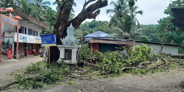 ആനകുത്തിയിലെ മാവ് മുത്തശ്ശിയുടെ ശിഖരങ്ങൾ മുറിച്ചു ആനകുത്തിയിലെ മാവ് മുത്തശ്ശിയുടെ ശിഖരങ്ങൾ മുറിച്ചു