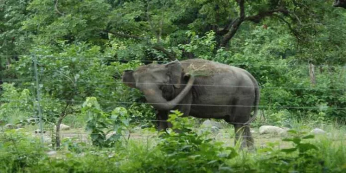 ഇടുക്കി ജില്ലയിലെ ജനവാസ മേഖലകളിൽ സോളാർ വൈദ്യുത വേലി സ്ഥാപിക്കണമെന്ന് റിപ്പോർട്ട് ഇടുക്കി ജില്ലയിലെ ജനവാസ മേഖലകളിൽ സോളാർ വൈദ്യുത വേലി സ്ഥാപിക്കണമെന്ന് റിപ്പോർട്ട്