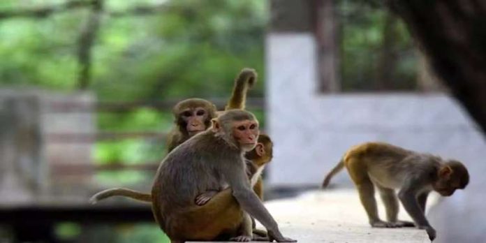 മാമ്പഴത്തോട്ടത്തിൽ കയറിയ കുരങ്ങുകളെ വിഷം നൽകി കൊന്നു ; ഒമ്പതുപേർ അറസ്റ്റിൽ മാമ്പഴത്തോട്ടത്തിൽ കയറിയ കുരങ്ങുകളെ വിഷം നൽകി കൊന്നു ; ഒമ്പതുപേർ അറസ്റ്റിൽ