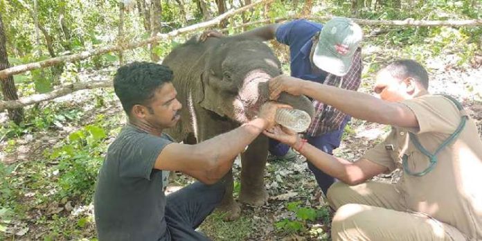 കുട്ടിയാനയെ കാട്ടാനക്കൂട്ടം ഇനിയും ഒപ്പം കൂട്ടിയില്ലെങ്കിൽ പുനരധിവാസ കേന്ദ്രത്തിലേക്ക് മാറ്റും കുട്ടിയാനയെ കാട്ടാനക്കൂട്ടം ഇനിയും ഒപ്പം കൂട്ടിയില്ലെങ്കിൽ പുനരധിവാസ കേന്ദ്രത്തിലേക്ക് മാറ്റും