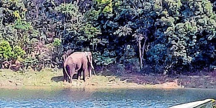 അരിക്കൊമ്പന് ആരോഗ്യവാന് ; ഭക്ഷണം വൃത്തിയാക്കി കഴിക്കുന്ന ദൃശ്യങ്ങള് പുറത്തുവിട്ട് തമിഴ്നാട് വനംവകുപ്പ് അരിക്കൊമ്പന് ആരോഗ്യവാന് ; ഭക്ഷണം വൃത്തിയാക്കി കഴിക്കുന്ന ദൃശ്യങ്ങള് പുറത്തുവിട്ട് തമിഴ്നാട് വനംവകുപ്പ്