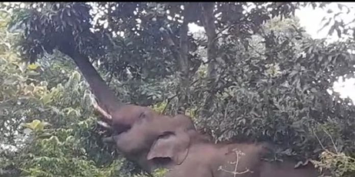 അട്ടപ്പാടിയില് ഭീതിപടര്ത്തി മാങ്ങക്കൊമ്പന് അട്ടപ്പാടിയില് ഭീതിപടര്ത്തി മാങ്ങക്കൊമ്പന്