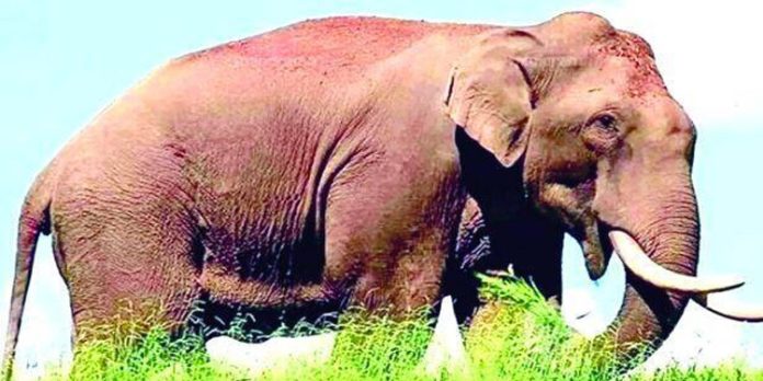 അരിക്കൊമ്പന്റെ സിഗ്നൽ കിട്ടിയെന്ന് തമിഴ്നാട് വനംവകുപ്പ് അരിക്കൊമ്പന്റെ സിഗ്നൽ കിട്ടിയെന്ന് തമിഴ്നാട് വനംവകുപ്പ്