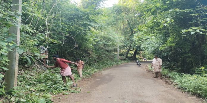ഉന്നത്താനി കുടമുരുട്ടി റോഡിലേക്ക് പടര്ന്ന കാടുകള് വെട്ടിതെളിച്ചു ഉന്നത്താനി കുടമുരുട്ടി റോഡിലേക്ക് പടര്ന്ന കാടുകള് വെട്ടിതെളിച്ചു