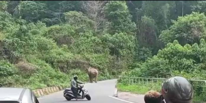 നാടുകാണി ചുരം പാതയില് കാട്ടാന ഇറങ്ങി ; ഗതാഗതം തടസപ്പെട്ടു നാടുകാണി ചുരം പാതയില് കാട്ടാന ഇറങ്ങി ; ഗതാഗതം തടസപ്പെട്ടു