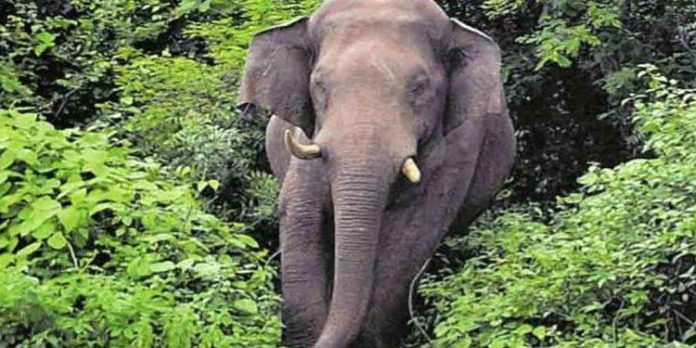 കല്ലേലി എസ്റ്റേറ്റ് തൊഴിലാളികൾക്ക് നേരെ കാട്ടാനയുടെ ആക്രമണം കല്ലേലി എസ്റ്റേറ്റ് തൊഴിലാളികൾക്ക് നേരെ കാട്ടാനയുടെ ആക്രമണം